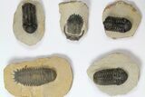 Lot: Assorted Devonian Trilobites - Pieces #119933-2